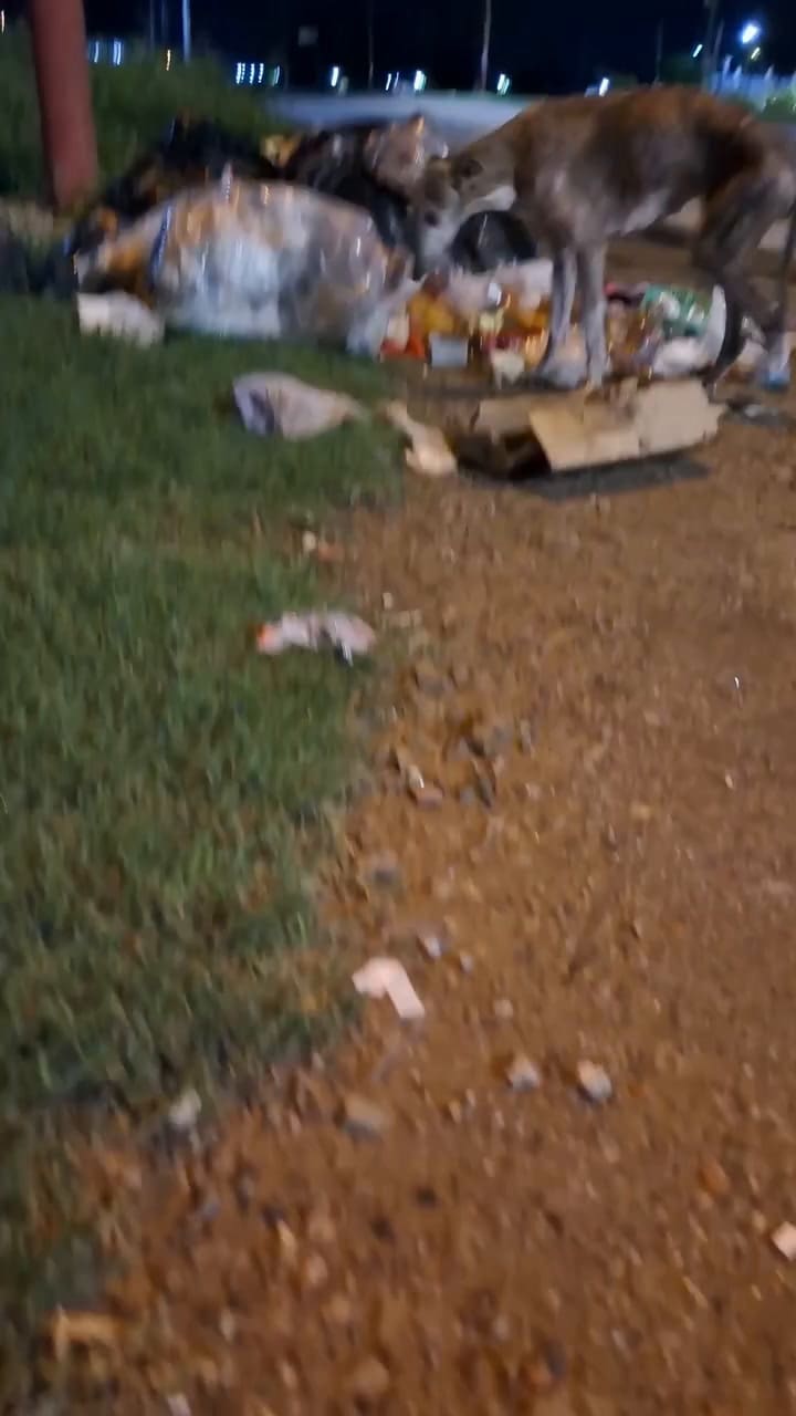 Del abandono y la ceguera a un hogar lleno de cuidado: la increíble recuperación de Cielo