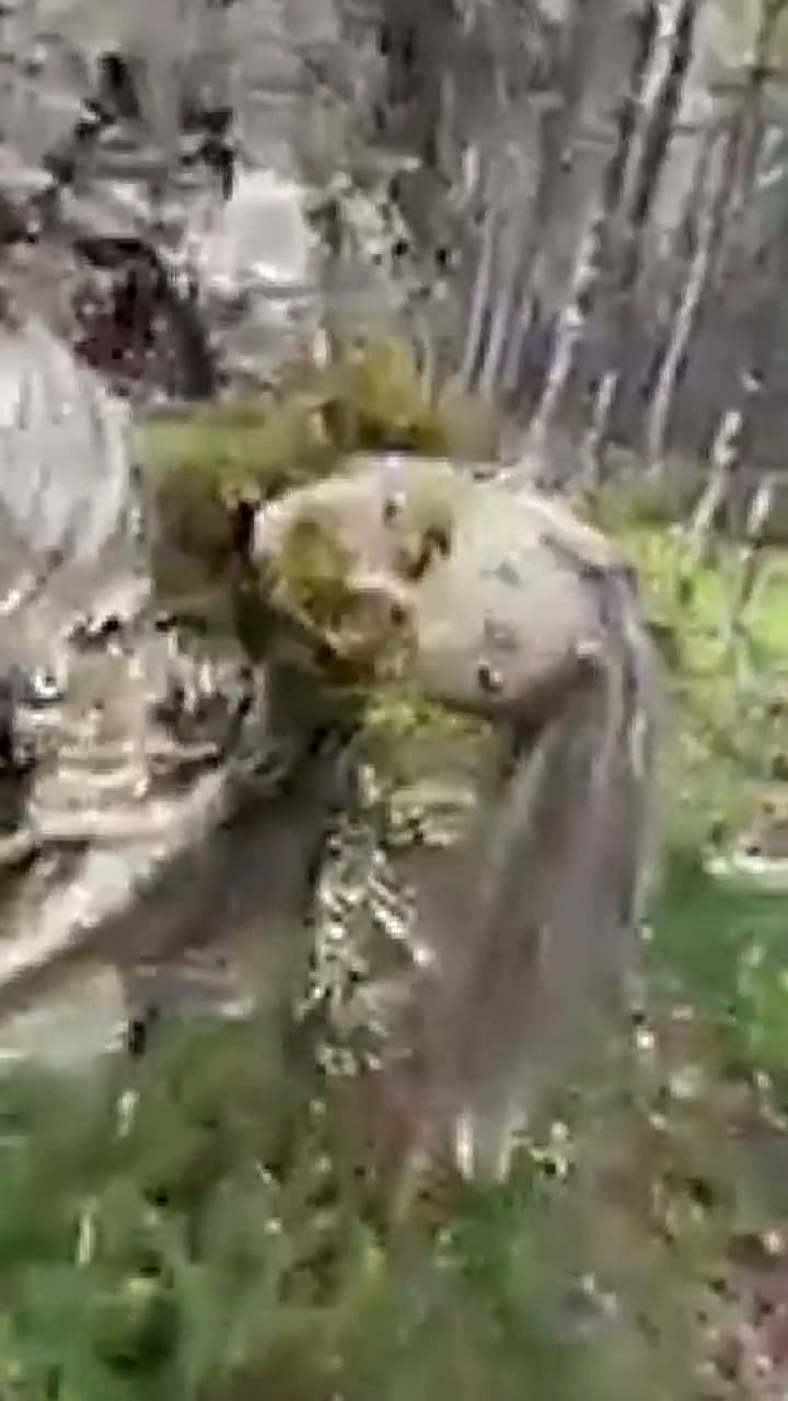 Así luce la dama del árbol escondida en Conne River