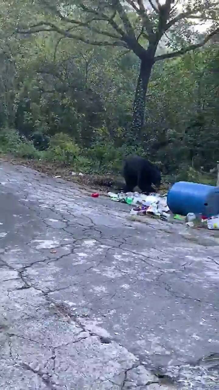 Oso “acaricia” a una mujer y la reacción es viral - Fuente: Twitter