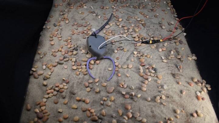 Crearon un robot que se mueve como un organismo de hace 400 millones de años