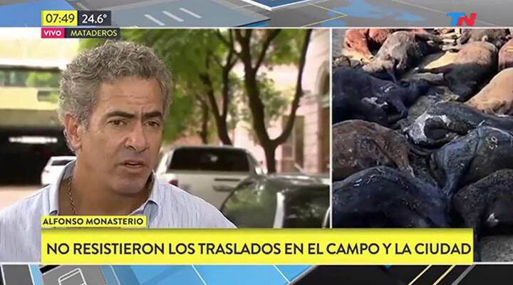 Productores agropecuarios sobre los animales muertos por la ola de calor - Fuente: TN