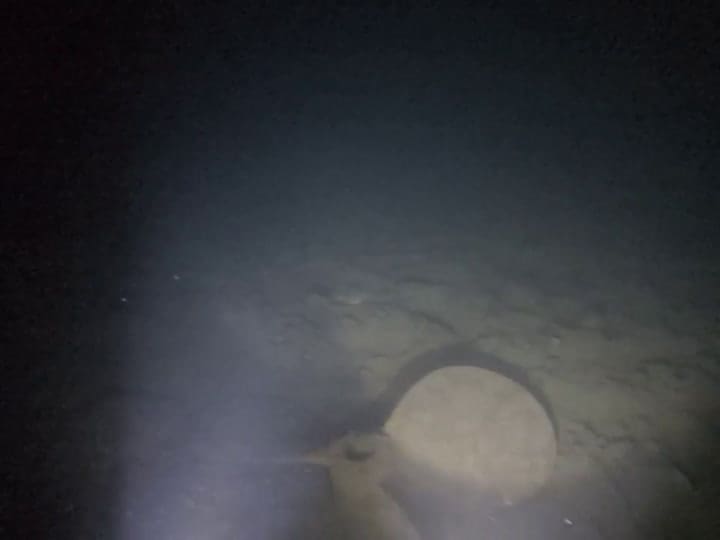 Investigadores de la NOAA hicieron un increíble hallazgo en el Golfo de Maine