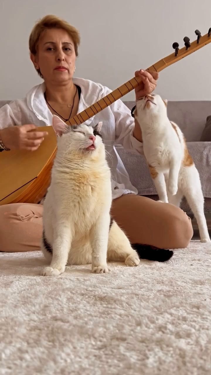 El tierno video de la gata con su dueña