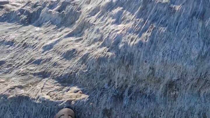 La aparición de un extraño animal asombra en Oregon