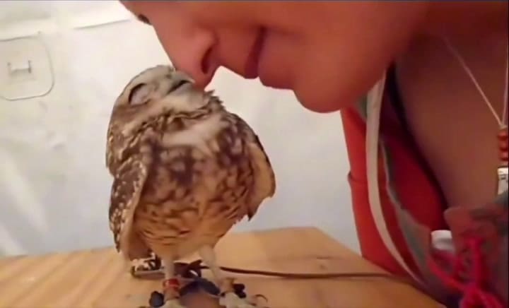 La increíble reacción de una lechuza al recibir un beso de una mujer