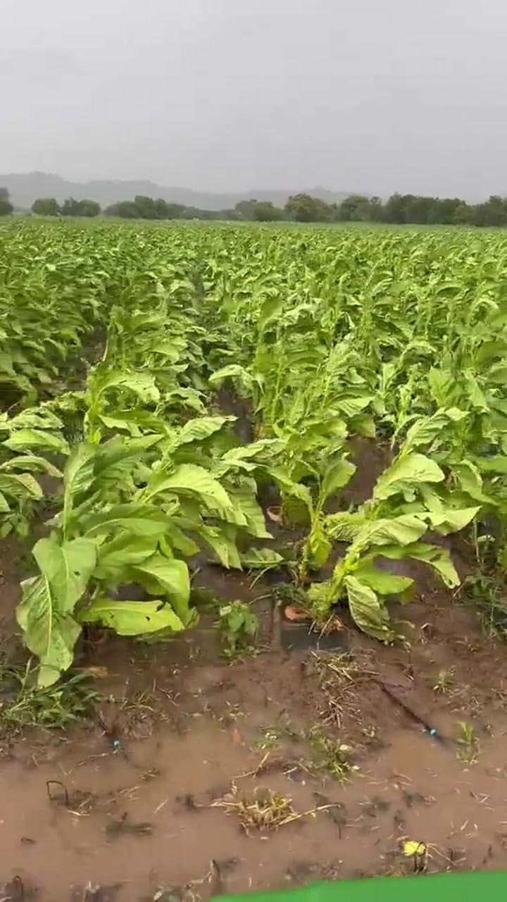 Así Quedó El Cultivo De Tabaco En El Suelo