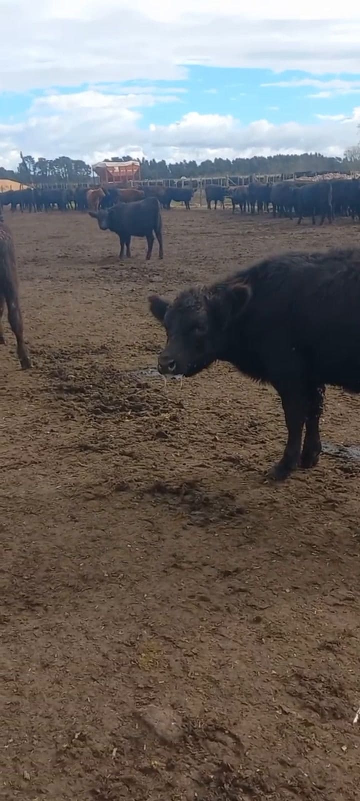 Parte de los animales que quedaron con secuelas