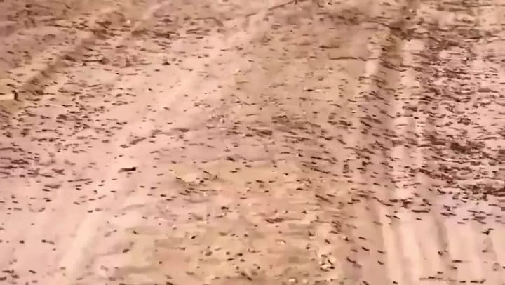 Invasión de langostas en Pakistan