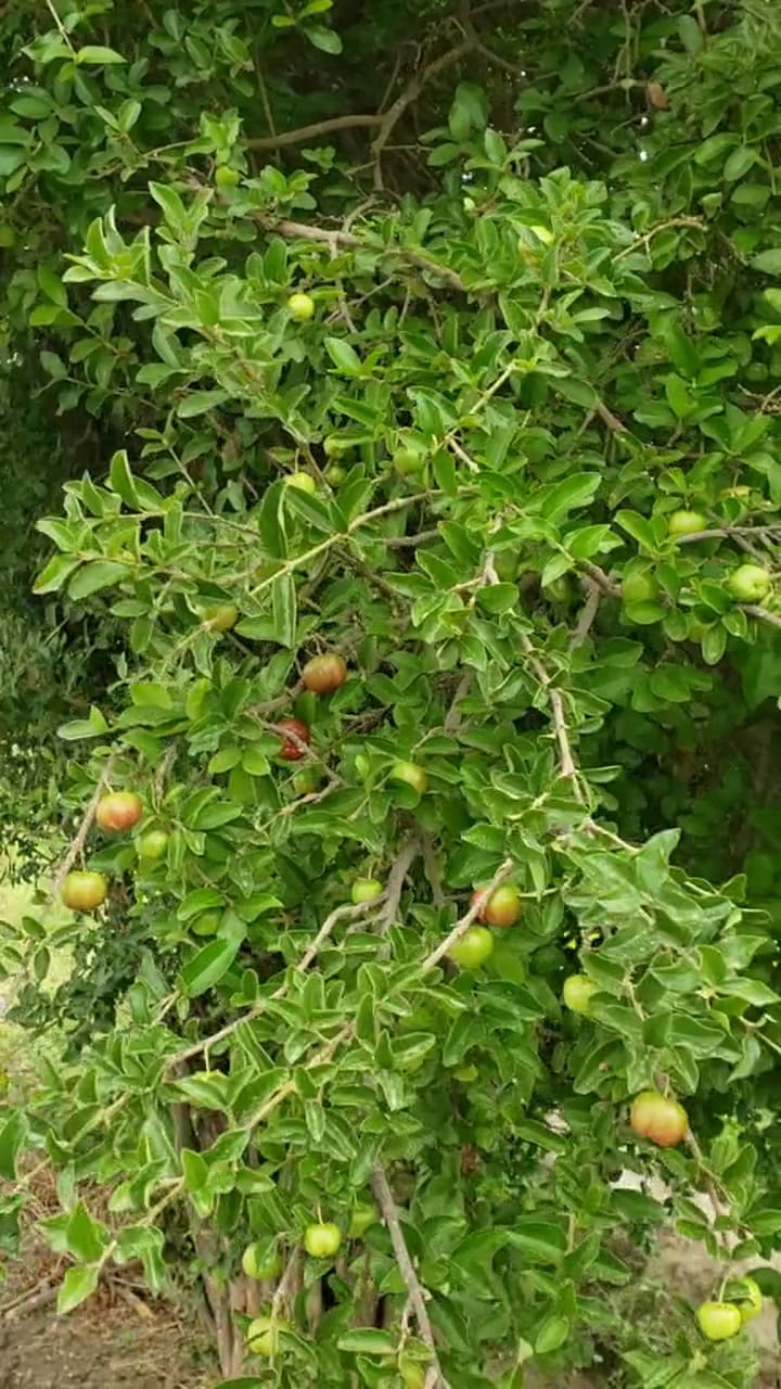 La fruta desconocida que baja el azúcar en la sangre y tiene 30 veces más vitamina C que la naranja