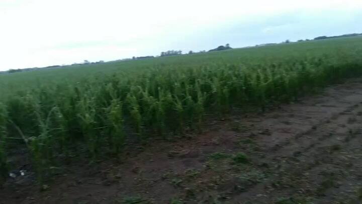 Cultivos destruidos por una granizada