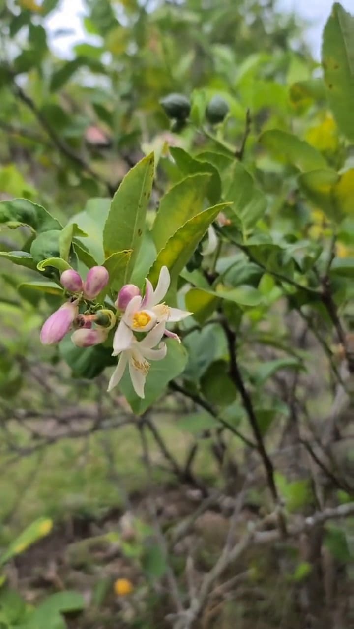Un usuario de TikTok reveló un secreto para mejorar los frutos de los árboles