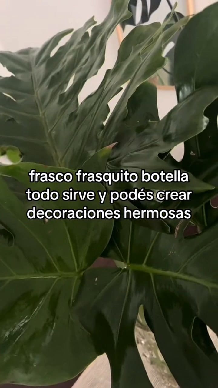 ¿Por qué las plantas de agua se volvieron tendencia?