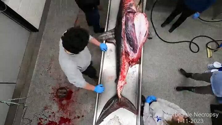 Los expertos realizan una necropsia a un tiburón hallado en una playa