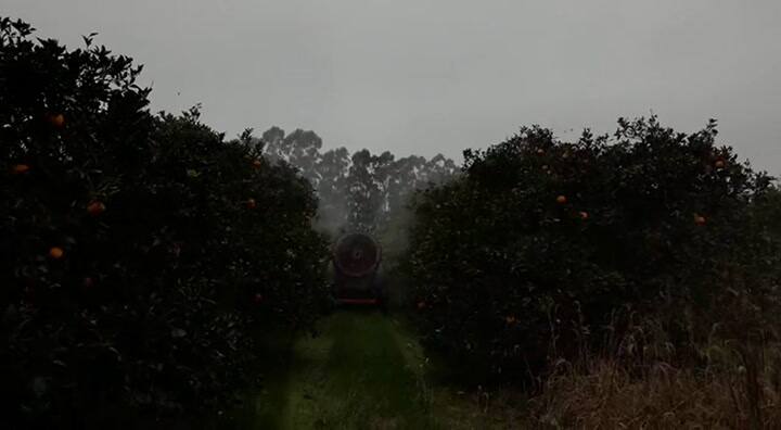 Los productores intentan contener la plaga fumigando con turbinas