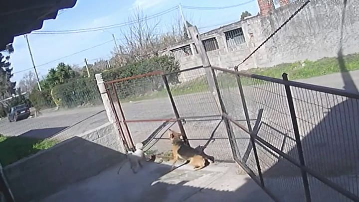 Ató a un delicuente al auto y este resultó herido