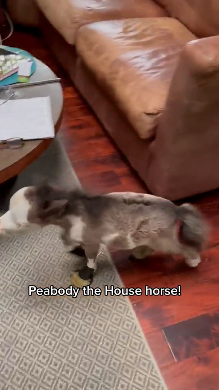 Peabody, el equino más pequeño del mundo