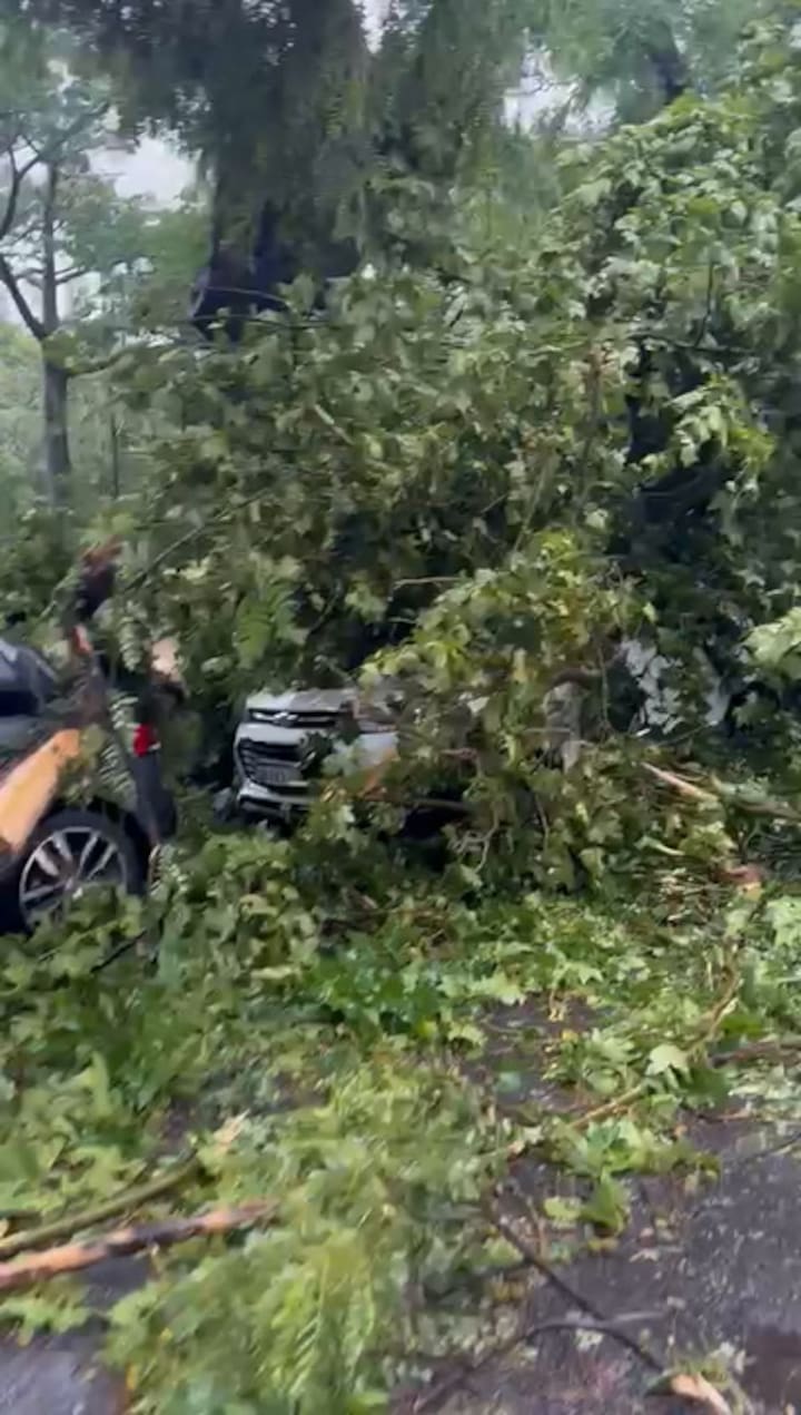 Un árbol aplastó cuatro autos en La Pampa al 900