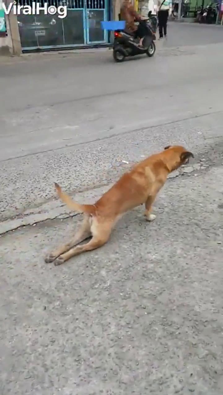 Este perro se arrastra fingiendo tener sus patas paralizadas - Fuente: YouTube