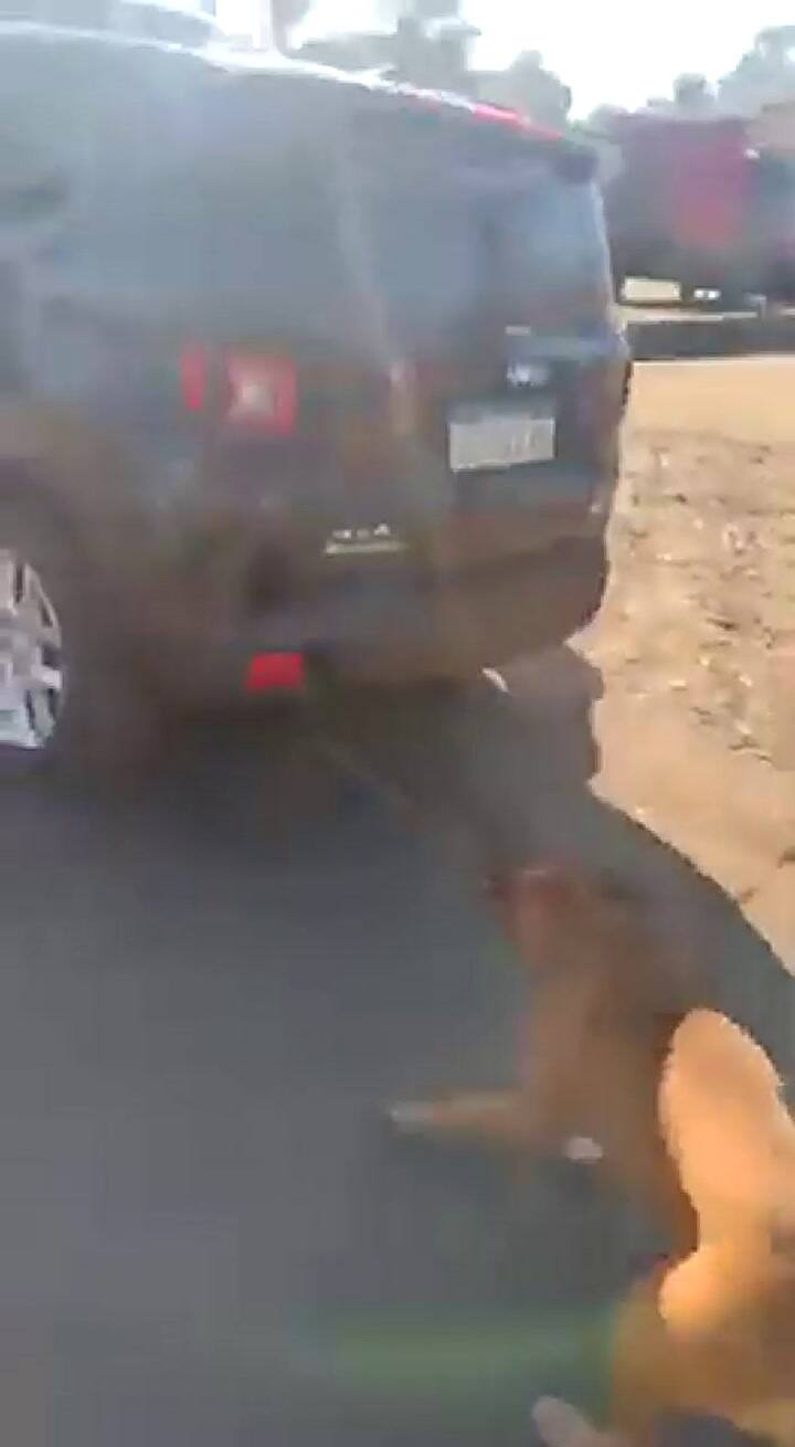 Una mujer salvó a un perro que era arrastrado por una camioneta