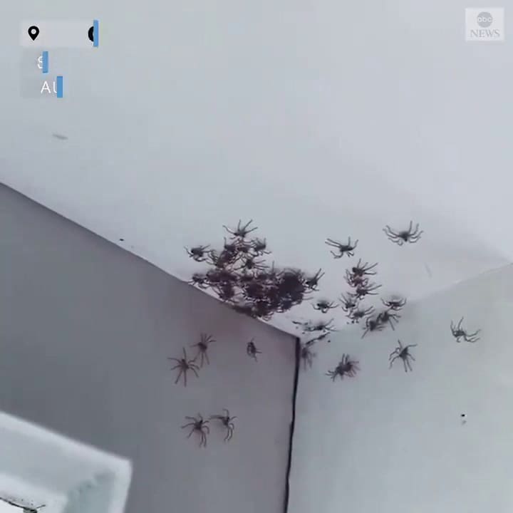 Cientos de arañas invaden la habitación de una niña en Australia