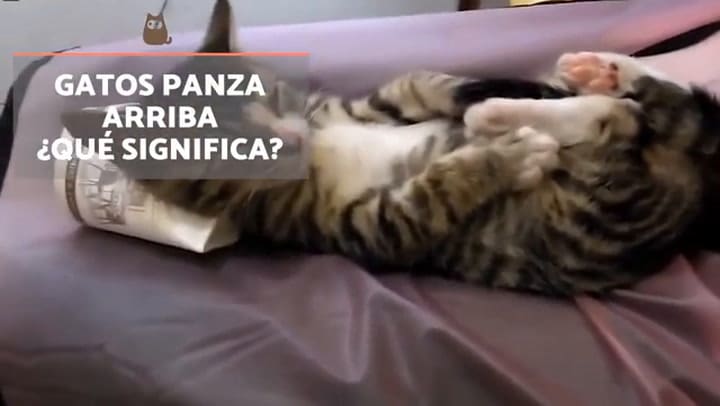 ¿Por Qué Los Gatos Se Ponen Panza Arriba