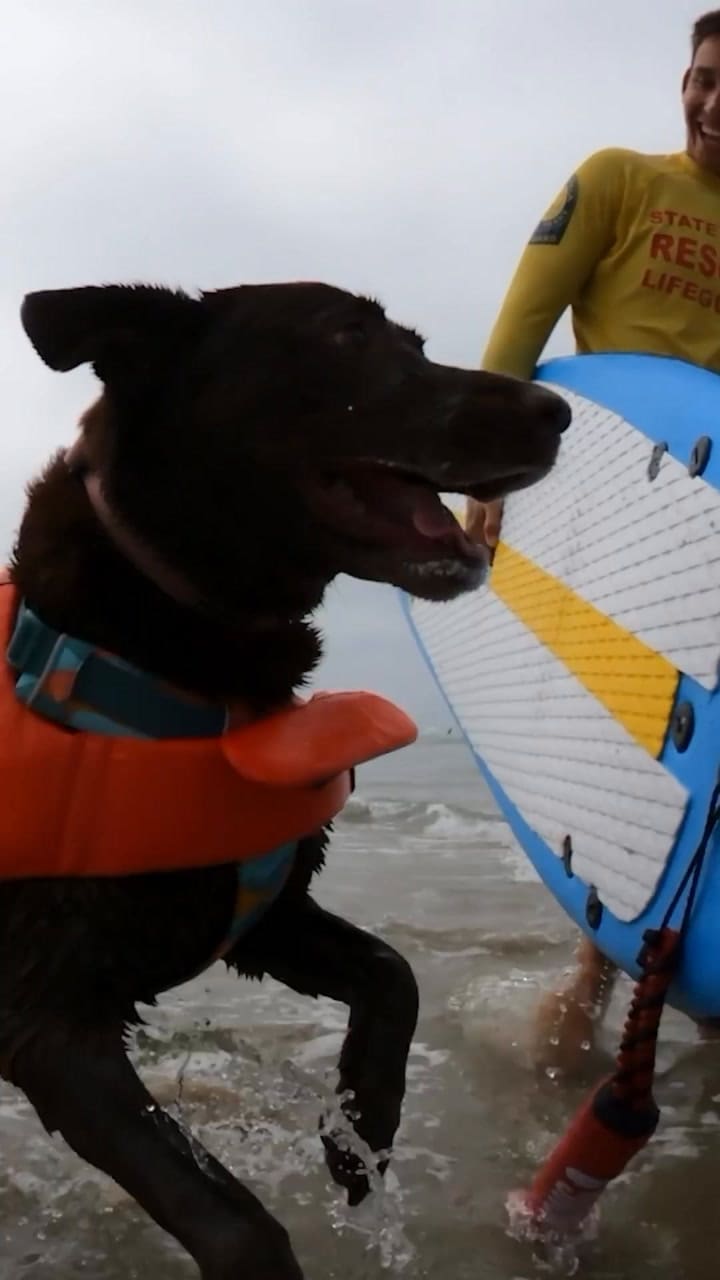 Surf’s Up! There’s More Than Doggy Paddling Going On Here. The Surf Dog Competition Is Kicking Off Day 1 Of The @Proplan #Incredibledog Challenge Western Regionals. Follow Along Throughout The Weekend For Behi
