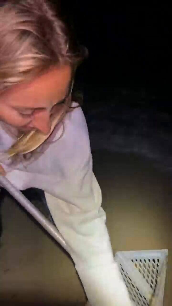 Encontró un pequeño animal en el mar que tiene varios nombre en países latinos