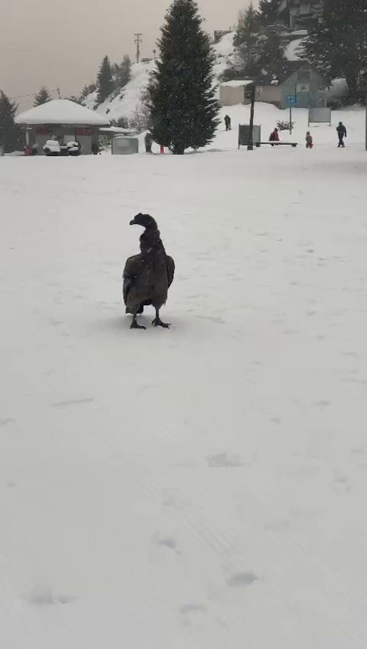 Cóndor varado en la base del cerro Catedral
