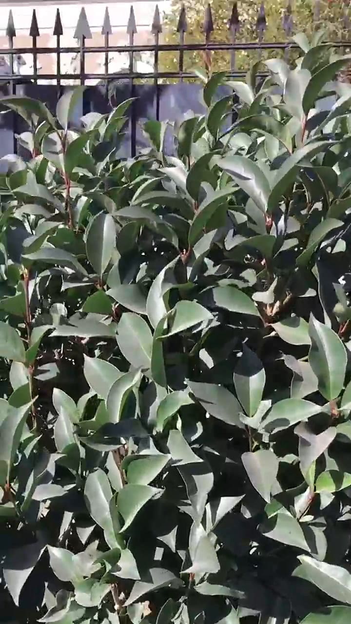 El video de TikTok sobre la casa de Casados con Hijos que se volvió viral