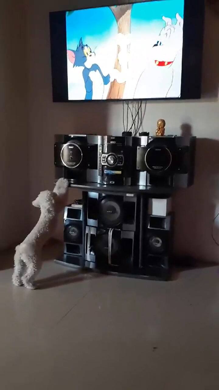 El perro se volvió reconocido en TikTok