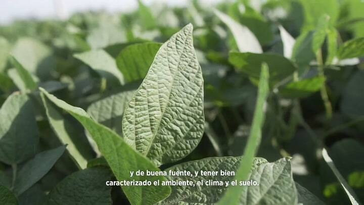 Cómo elegir la variedad de soja ideal para esta campaña