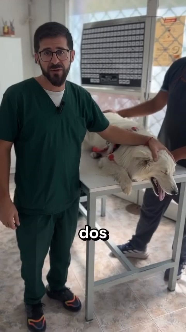 El veterinario de Max y Alaska brindó información sobre el estado de los canes