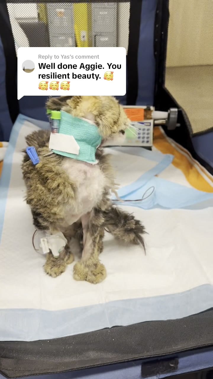 Aggie, la gata que sobrevivió al incendio de Los Ángeles