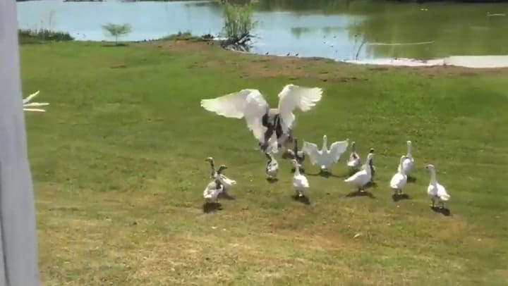 La llegada de los gansos del Planetario al Ceamse de José León Suárez