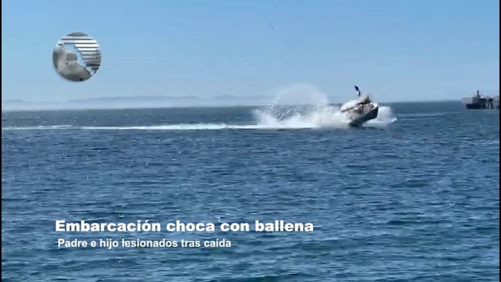 Lancha choca a gran velocidad con ballena y deja cinco heridos