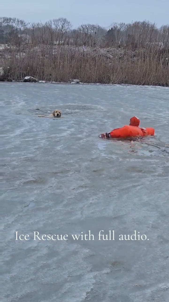 Un perro fue salvado de un lago congelado en un dramático operativo viral