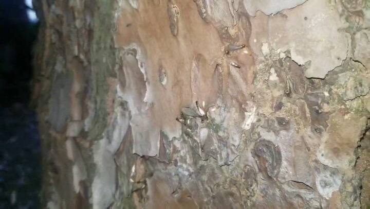 Teminas En Los áRboles De Florida