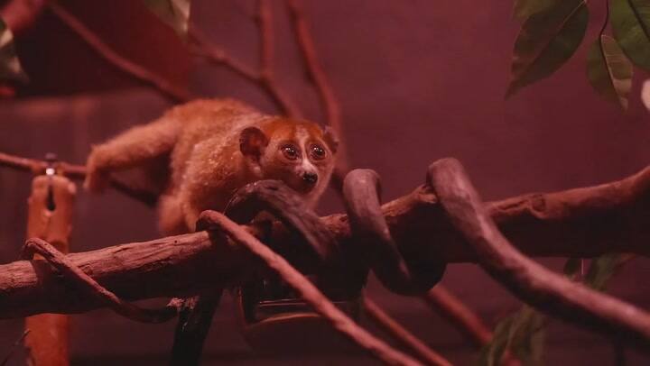 El Zoológico del Bronx mostró a su nuevo habitante que ya causa sensación