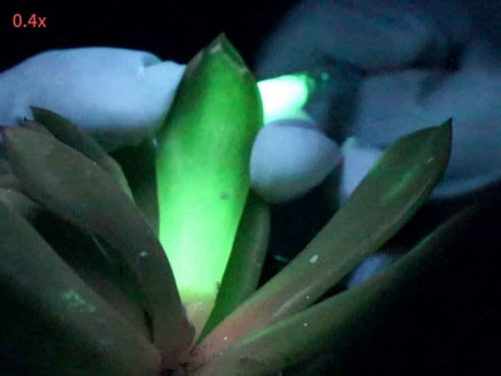 El video muestra la difusión rápida y uniforme de partículas bajo una excitación de luz