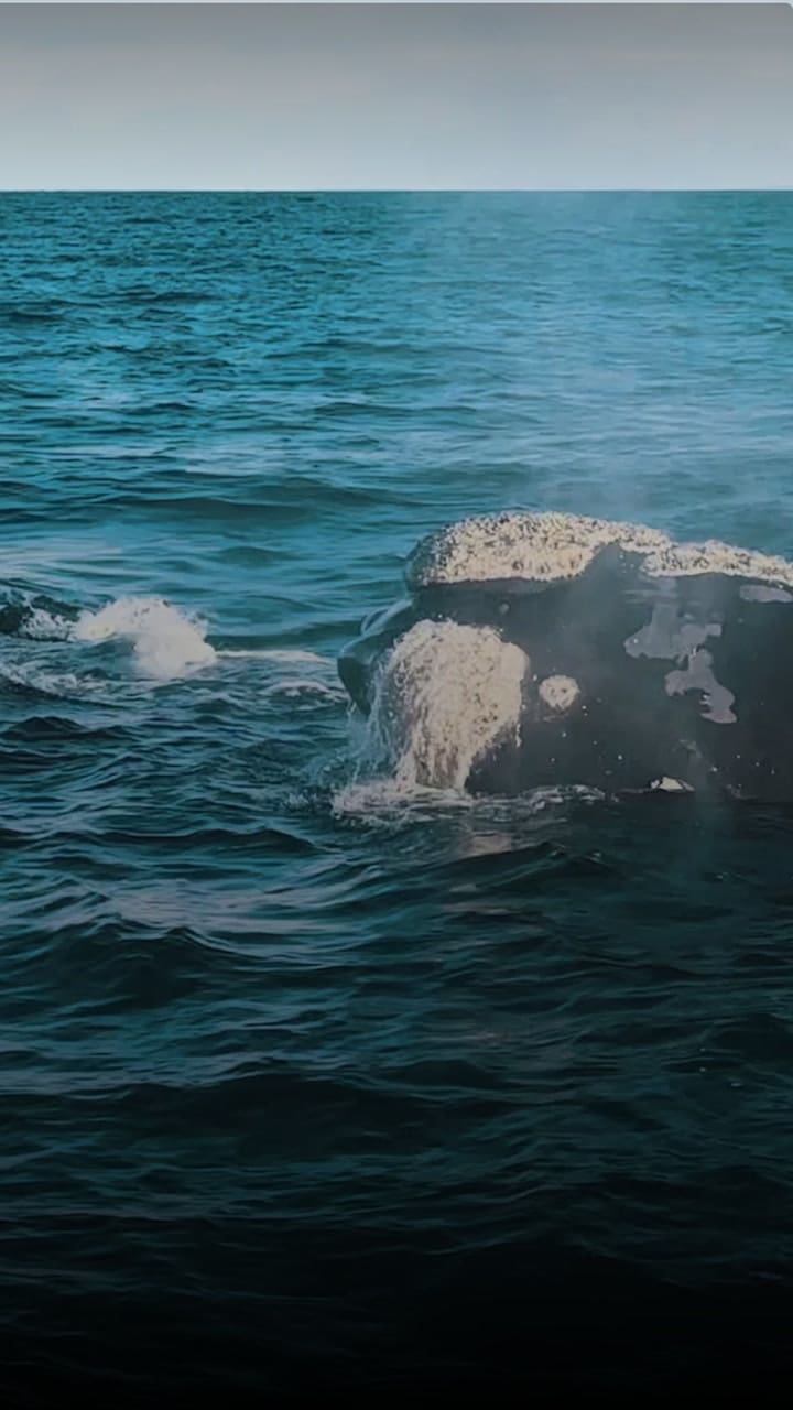 Puerto Madryn: tres tipos de avistaje de ballenas