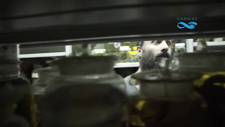 Descubren el primer caso de fluorescencia en ranas