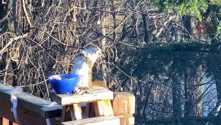 Ardilla se emborracha al comer peras fermentadas - Fuente: Facebook Fox 5