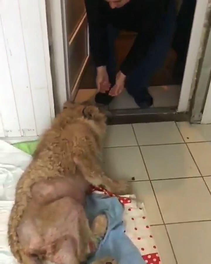 Atrocidad: rescatan a un león al que le quebraron las patas para que se quedara quieto en las fotos