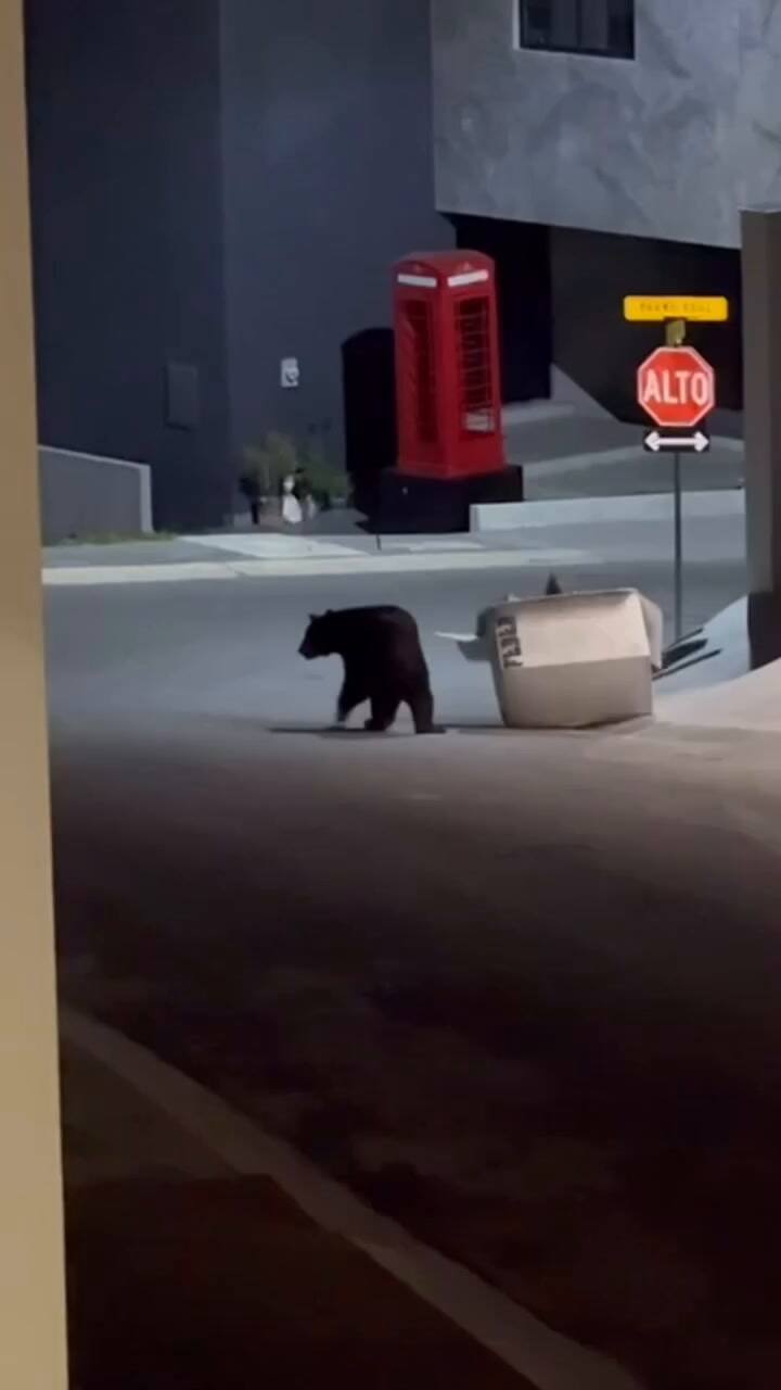 Un oso invadió el barrio donde vive Evangelina Anderson en México