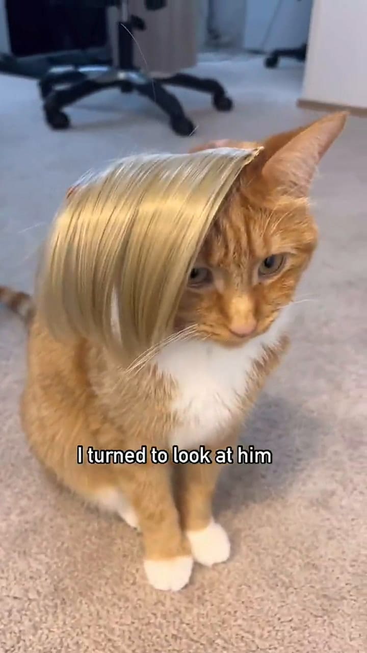 Se vuelve viral video en el que un gato interpreta a Amber Heard en el juicio con Johnny Depp