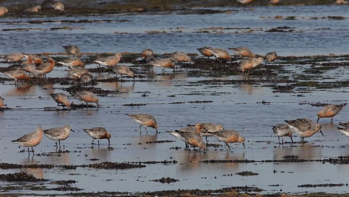 Aves Playeras Header