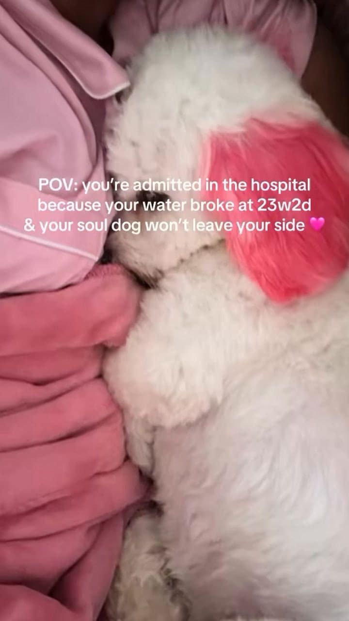 La historia de Charli, el perro que acompañó a una mujer que perdió a su bebé
