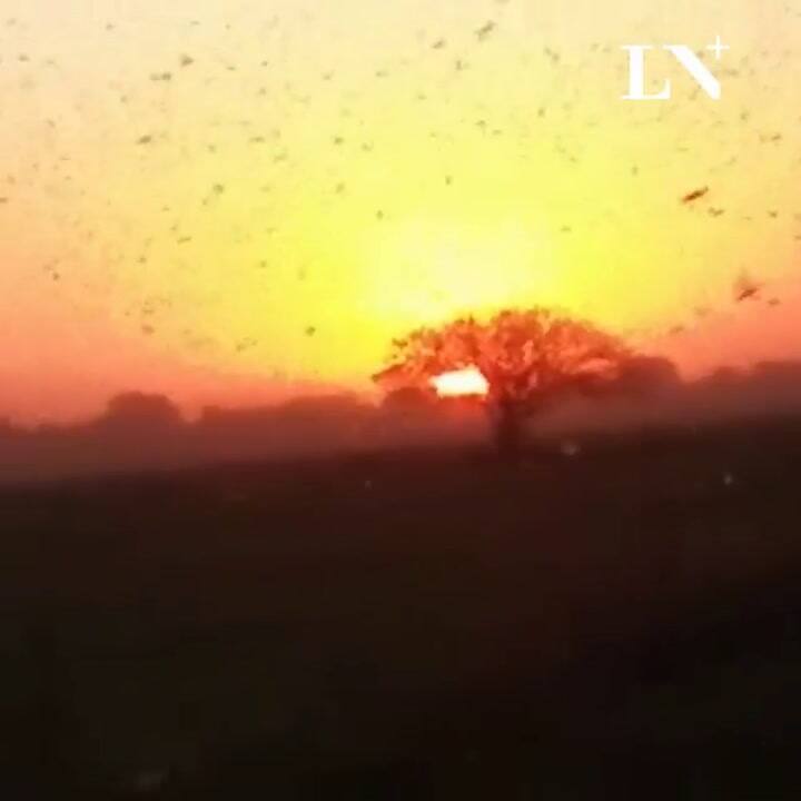Invasión de langostas en Chaco