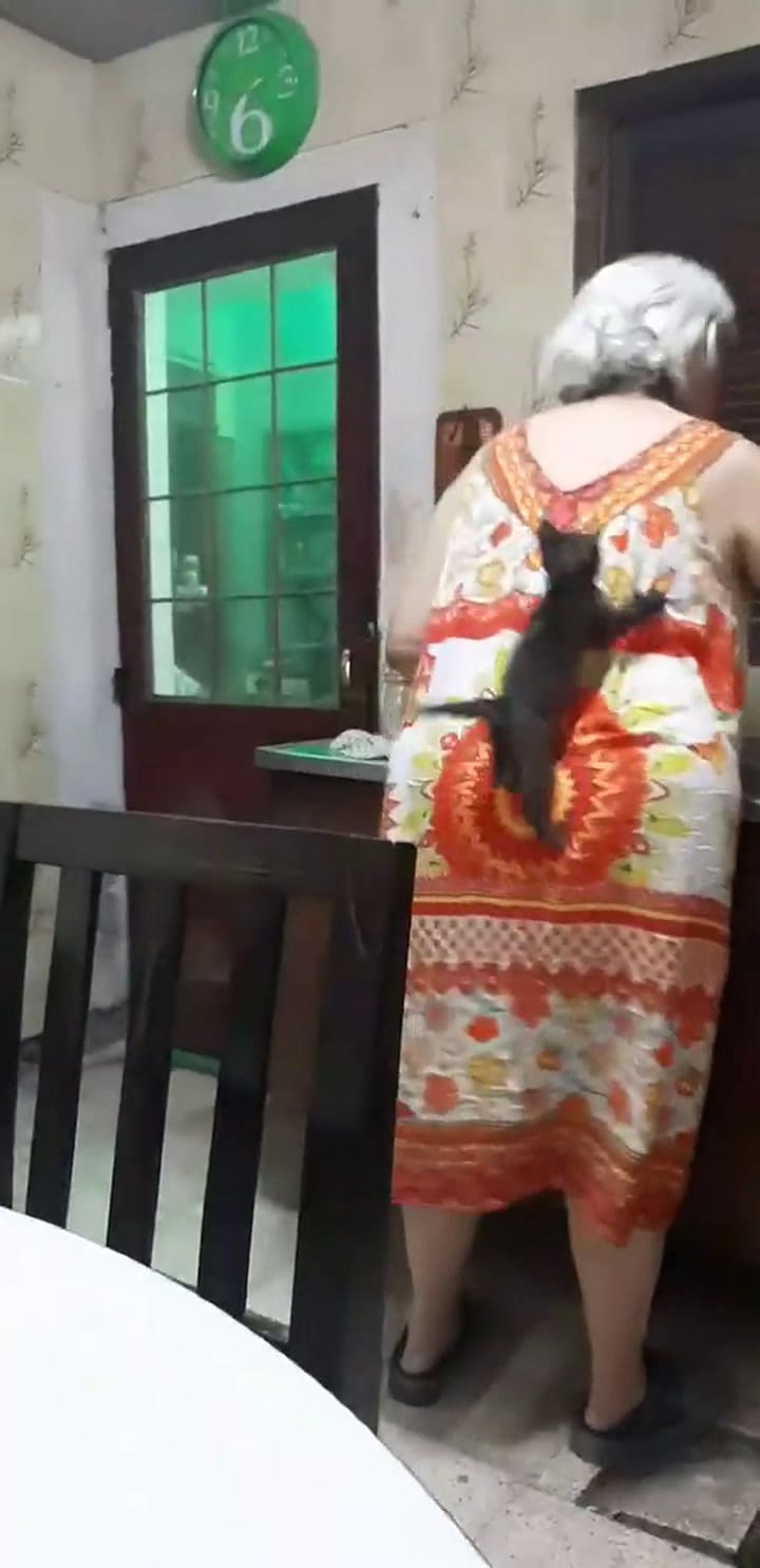 Gato intenta llamar la atención de su dueña y salta a su espalda para que lo atienda