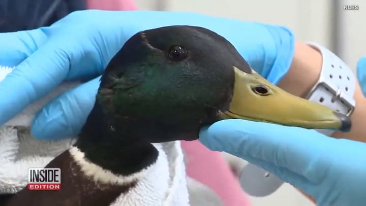 Le salvó la vida a un pato y se volvió viral